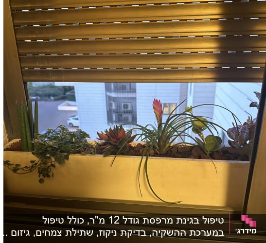 עציצים עם צמחים שונים על אדן חלון